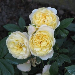 Троянда шраб "Еллоу Романтика" Yellow Romantica