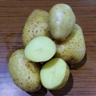 Семенной среднеспелый картофель "Традиция" (Элита, для жарки) 1 кг
