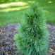 Сосна Шверіна Вітхорст Pinus schwerinii Wiethorst (конейнер С5)