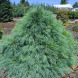 Сосна Шверіна Вітхорст Pinus schwerinii Wiethorst (конейнер С5)
