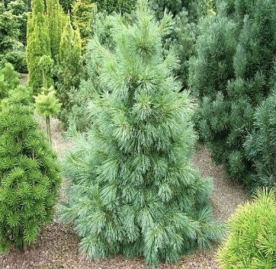 Сосна Шверіна Вітхорст Pinus schwerinii Wiethorst (конейнер С5)