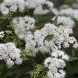 Спирея японская "Альбифлора" Albiflora (закрытый корень Р9)