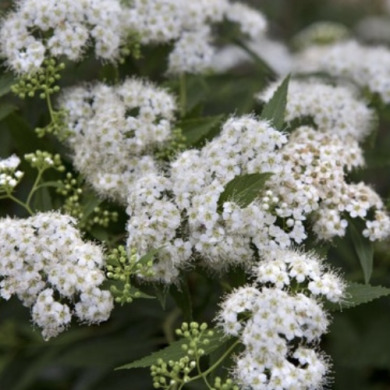 Спирея японская "Альбифлора" Albiflora (закрытый корень Р9)
