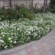 Спирея японская "Альбифлора" Albiflora (закрытый корень Р9)