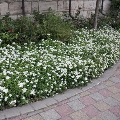 Спирея японская "Альбифлора" Albiflora (закрытый корень Р9)