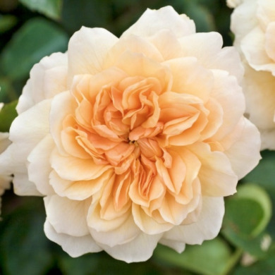 Роза английская "Порт Санлайт" Port Sunlight Роза английская "Порт Санлайт" Port Sunlight