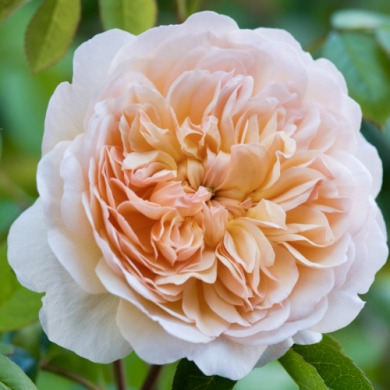 Роза английская "Порт Санлайт" Port Sunlight Роза английская "Порт Санлайт" Port Sunlight