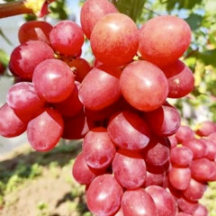 Виноград столовый "Подарок Другу"
