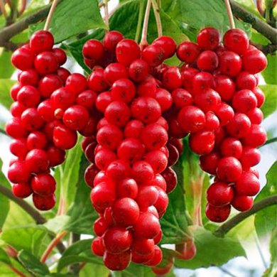 Лимонник китайский "Schisandra chinensis" (закрытый корень 5 л)