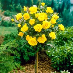 Роза штамбовая "Желтая" чайно-гибридная  (закрытый корень)