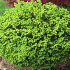 Пихта бальзамическая "Нана" Balsamea Nana (контейнер С7.5)