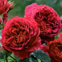 Троянда англійська Кінг Артур