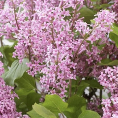Сирень мейера "Флауефеста Пинк" Flowerfesta Pink (закрытый корень 2л)