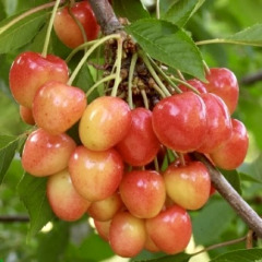 Черешня "Наполеон рожевий"