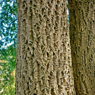 Декенея (закритий корінь)