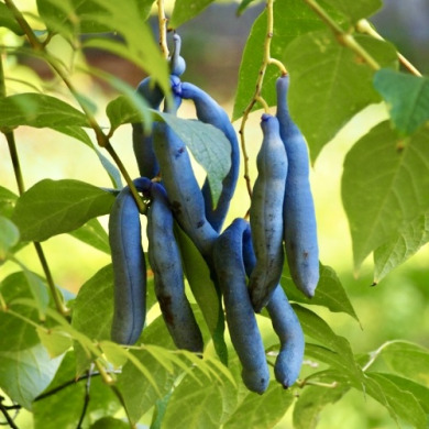 Декенея (закритий корінь)