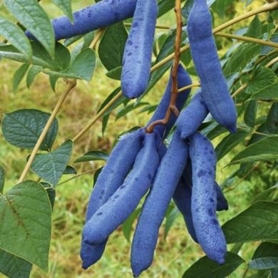 Декенея (закритий корінь)