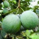 Фейхоа Селлова  (закрытый корень)