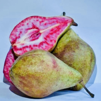 Груша красномякотная "Блютберне"