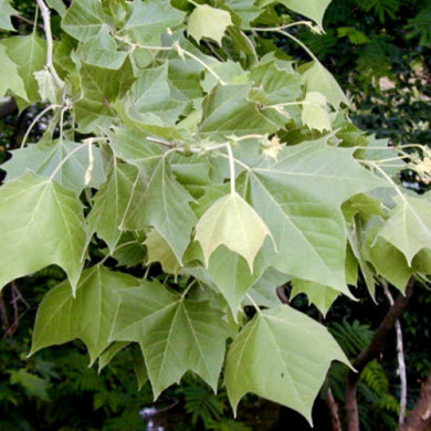 Платан западный (контейнер Р9) Платан западный (контейнер Р9)