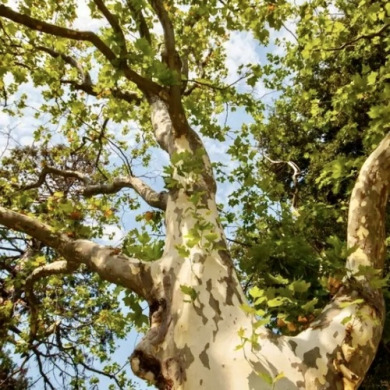 Платан западный (контейнер Р9) Платан западный (контейнер Р9)