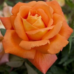 Троянда чайно-гібридна "Луї де Фюнес" Louis de Funes