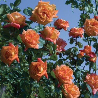 Троянда чайно-гібридна "Луї де Фюнес" Louis de Funes