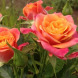 Роза чайно-гибридная "Сонора" Sonora