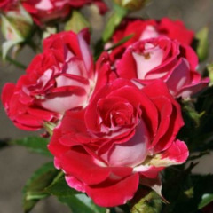 Троянда спрей "Рубі Стар" Ruby Star