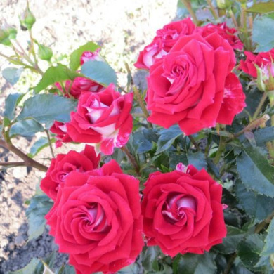 Троянда спрей "Рубі Стар" Ruby Star