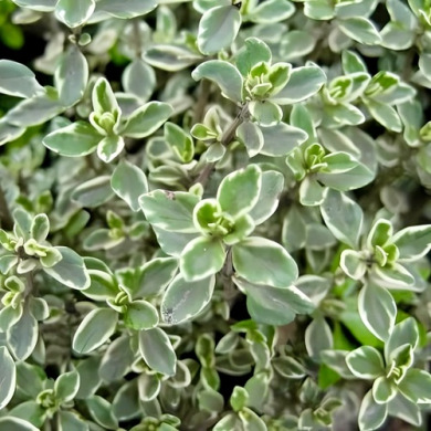 Тимьян лимонный "Сильвер Квин" Silver Queen (горшок С1,2)