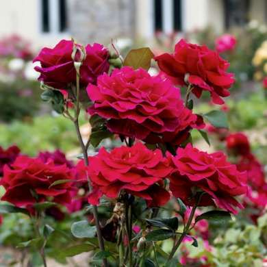 Роза чайно-гибридная "Мистер Линкольн" Mister Lincoln Роза чайно-гибридная "Мистер Линкольн" Mister Lincoln