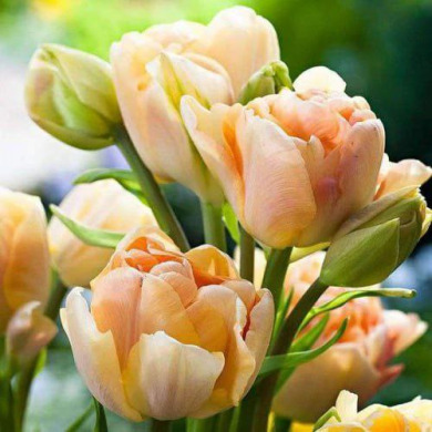 Тюльпан махровый+многоцветковый "Charming Lady" 3шт Тюльпан махровый+многоцветковый "Charming Lady" 3шт