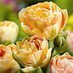 Тюльпан махровый+многоцветковый "Charming Lady" 3шт