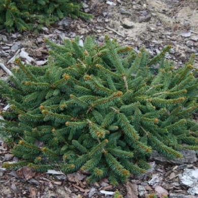 Ель обыкновенная "Прокумбенс" Procumbens (контейнер С5)