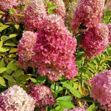 Гортензія волотиста "Меджикал Світ Саммер" Magical Sweet Summer (закритий корінь С3)