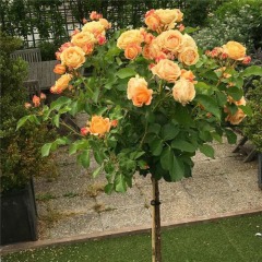 Роза штамбовая "Оранж" чайно-гибридная  (закрытый корень)