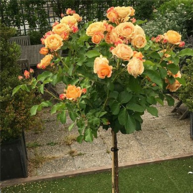 Троянда на штамбі "Оранж" чайно-гібридна (закритий корінь)