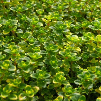 Тимьян лимонный "Донна Валлей" (горшок С1,2)