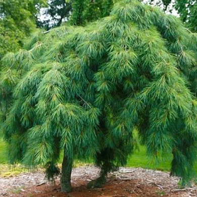 Сосна густоцветковая "Пендула" Pendula на штамбе (контейнер С10)