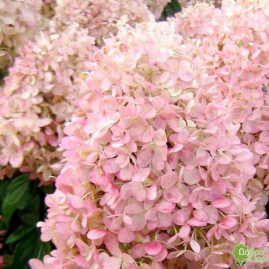 Гортензія волотиста "Меджикал Світ Саммер" Magical Sweet Summer (закритий корінь С3)