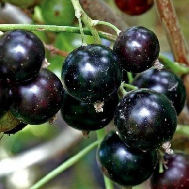 Смородина чёрная "Кентавр" 1 год