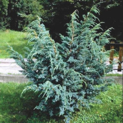 Можжевельник китайский "Блу Альпс" Blue Alps (контейнер 5 л)
