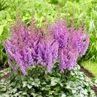 ﻿Астільба "Аметист" Amethyst