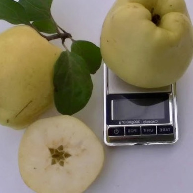 Гибрид айва-яблоня "Цидолюс"