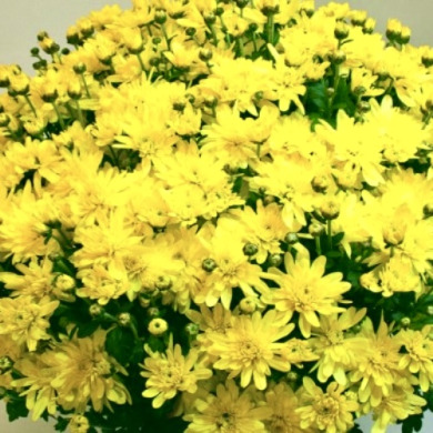 Хризантема "Бланшетт Єллоу" Blanchett Yellow (закритий корінь Р9)