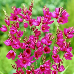 Иксия "Venus" 3 шт