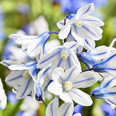 Пушкиния "Libanotica" 3 шт