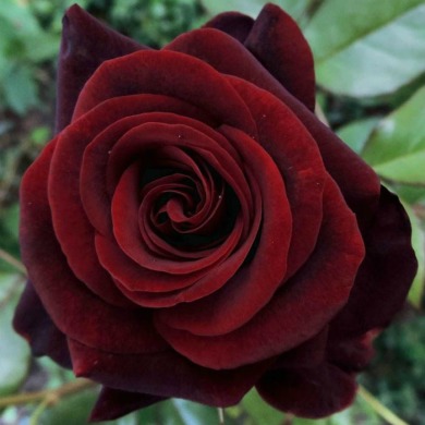Роза чайно-гибридная "Черная магия" Black Magic