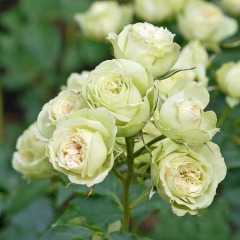 Троянда флорибунда "Лавлі грін" Lovely Green
